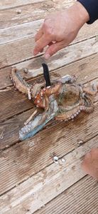 Common Octopus