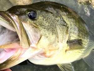 Largemouth Bass