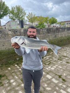 European Bass (Seabass)