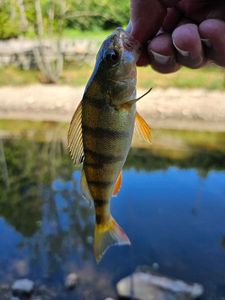 European Perch