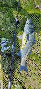 European Bass (Seabass)