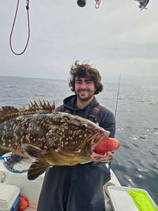 Brown Grouper (Dusky)