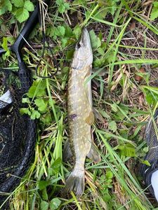 Northern Pike