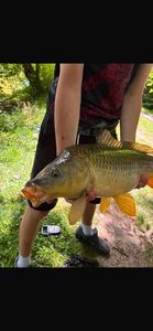 Common Carp