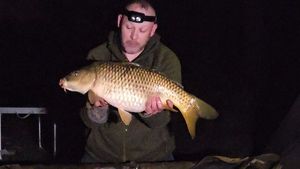 Common Carp