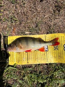 European Perch