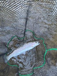 Rainbow Trout