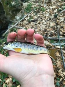 Brown Trout