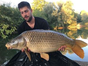 Common Carp