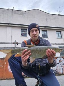 Barbel