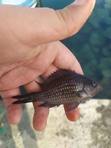 Damselfish