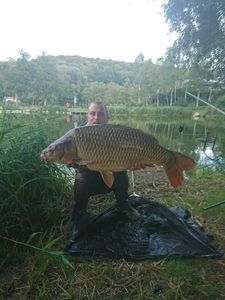 Common Carp