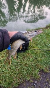 Northern Pike