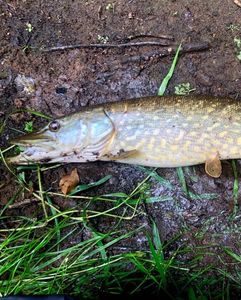 Northern Pike