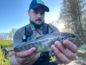 Brown Trout