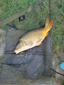 Leather Carp