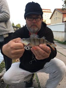 European Perch