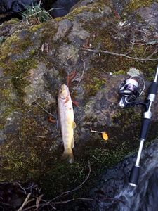 Brown Trout