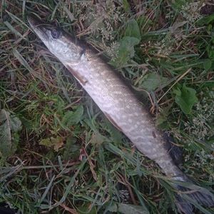 Northern Pike
