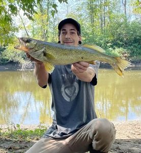 Walleye