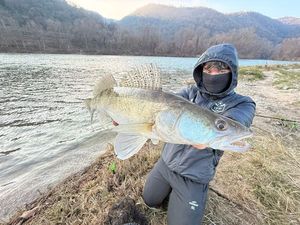 Zander