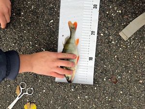 European Perch