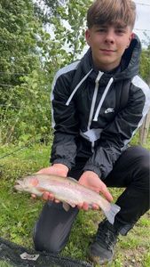 Rainbow Trout