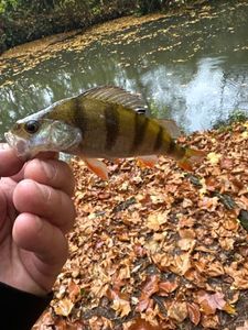 European Perch