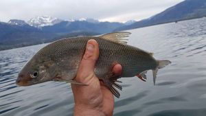 Lake Whitefish