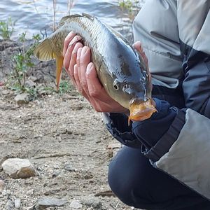 Common Carp