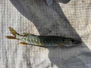 Northern Pike