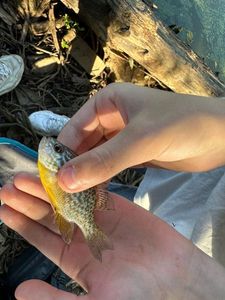 Green Sunfish