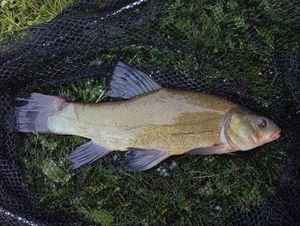 Tench