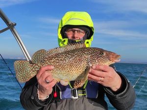 Ballan Wrasse