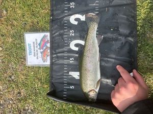 Rainbow Trout