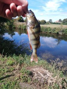 European Perch