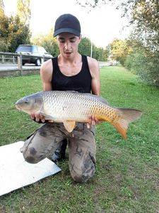 Common Carp