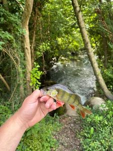European Perch