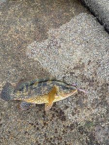Ballan Wrasse