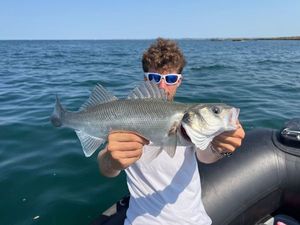European Bass (Seabass)