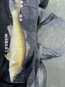 Zander