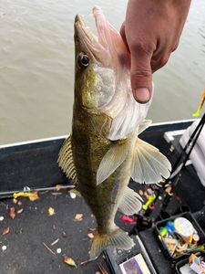 Zander