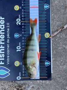 European Perch