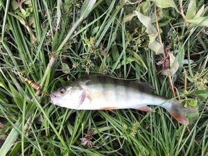 European Perch