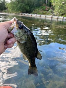 Largemouth Bass