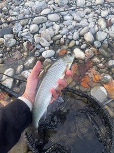 Grayling