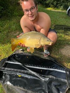 Mirror Carp