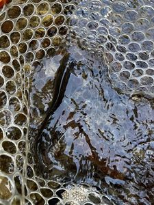 Rainbow Trout