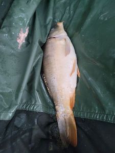 Leather Carp