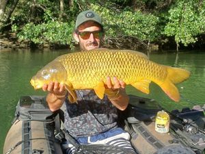 Common Carp